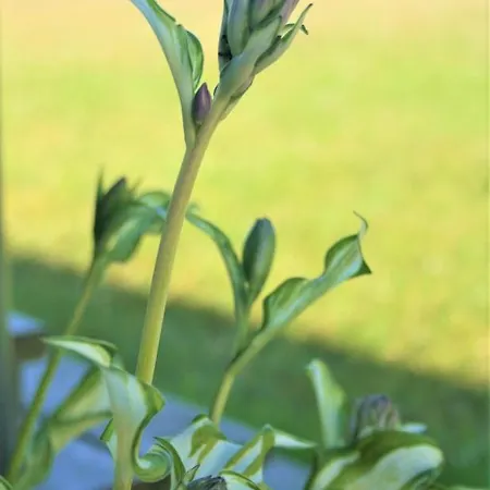 Selma ロッジ Władysławowo